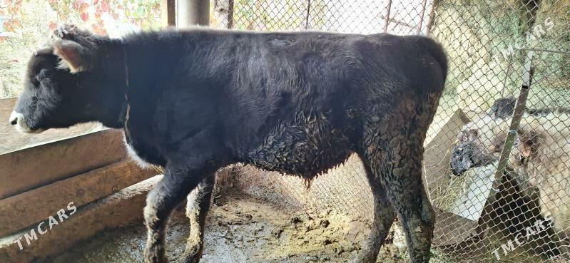 Okuz - Яшлык - img 2