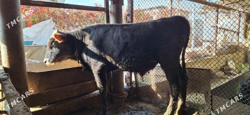 Okuz - Яшлык - img 3