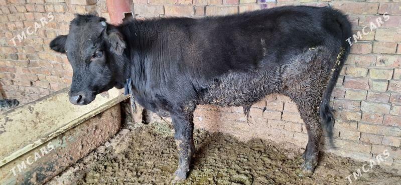 Okuz - Яшлык - img 1