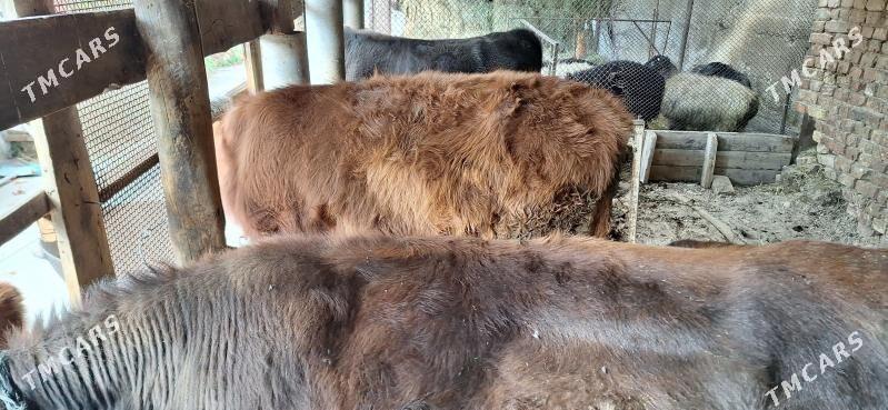 Okuz - Яшлык - img 6