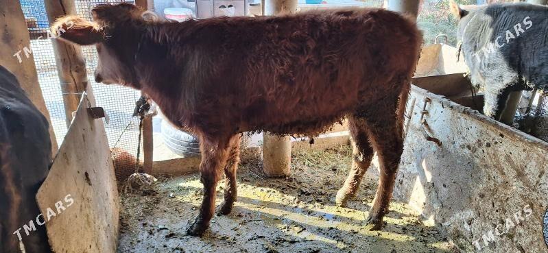 Okuz - Яшлык - img 5