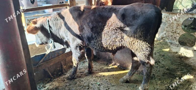 Okuz - Яшлык - img 4