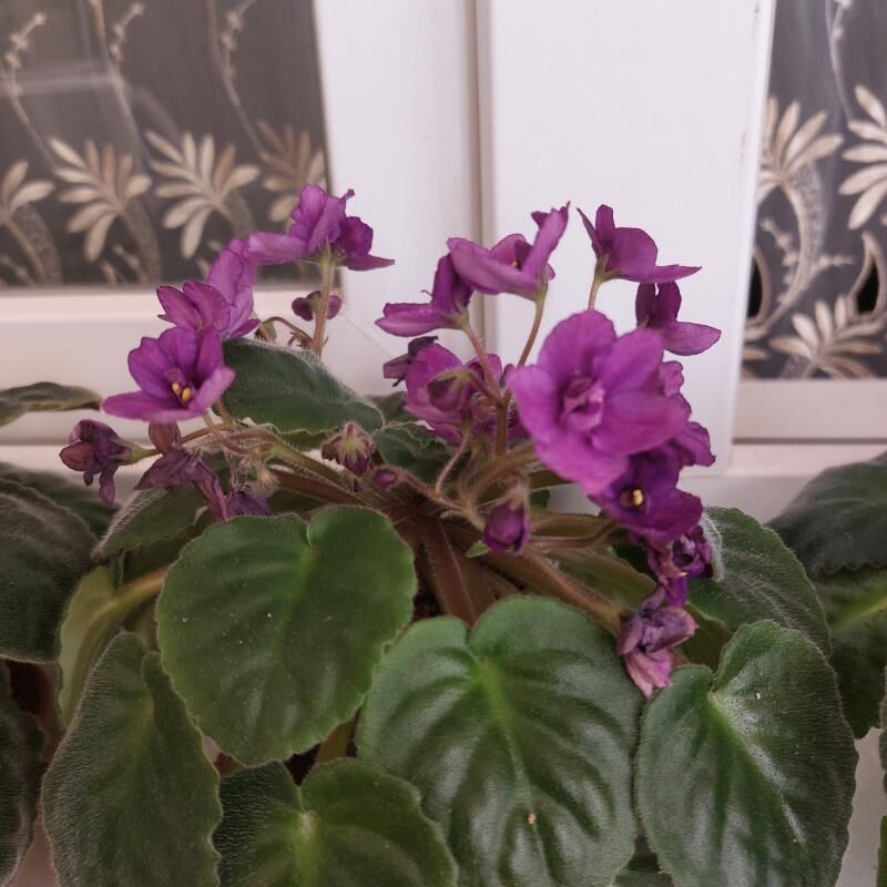 фиалка fialka gul - 3 mkr - img 3