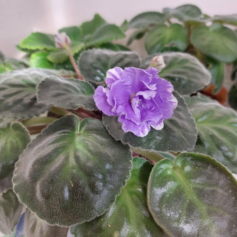 фиалка fialka gul - 3 mkr - img 4