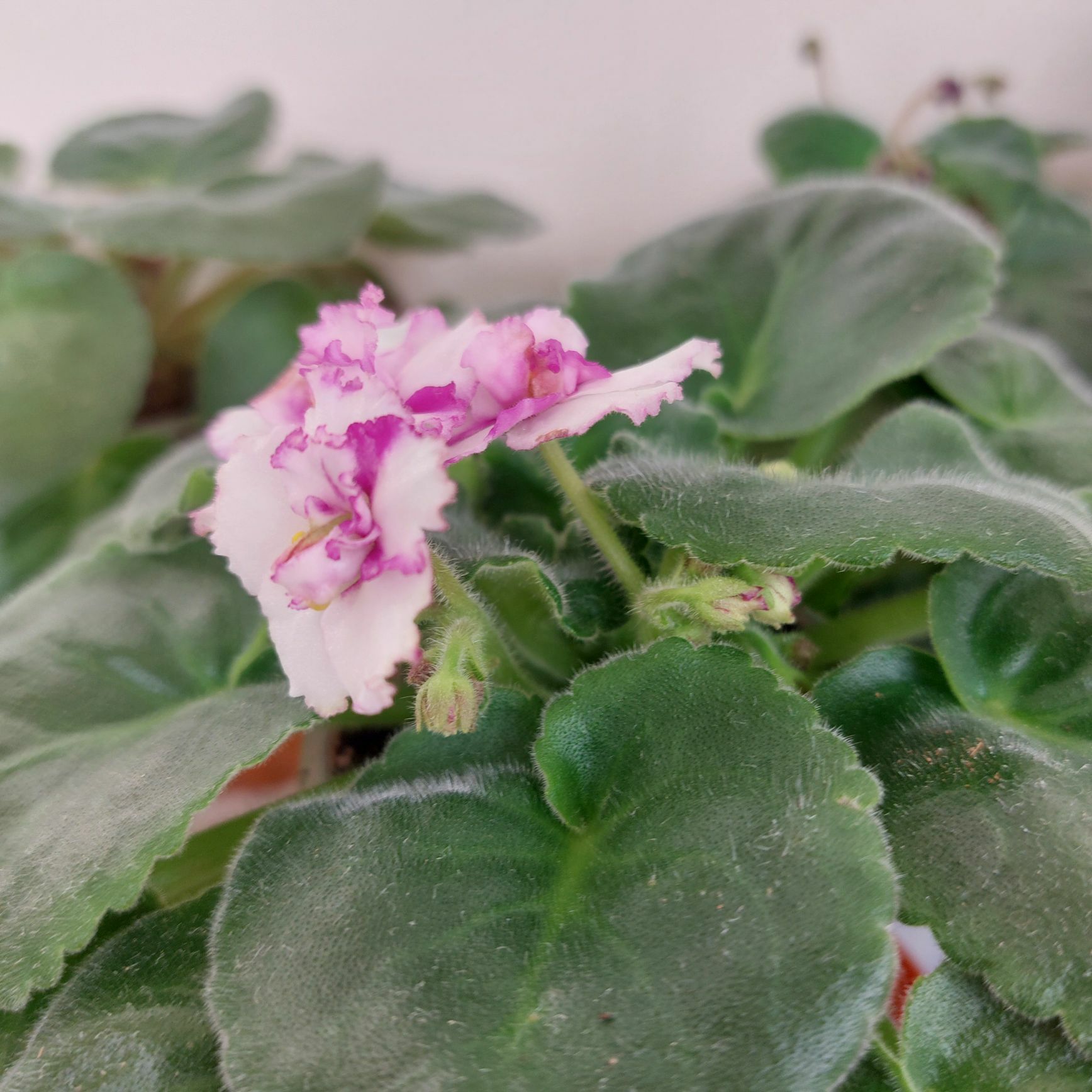 фиалка fialka gul - 3 mkr - img 5