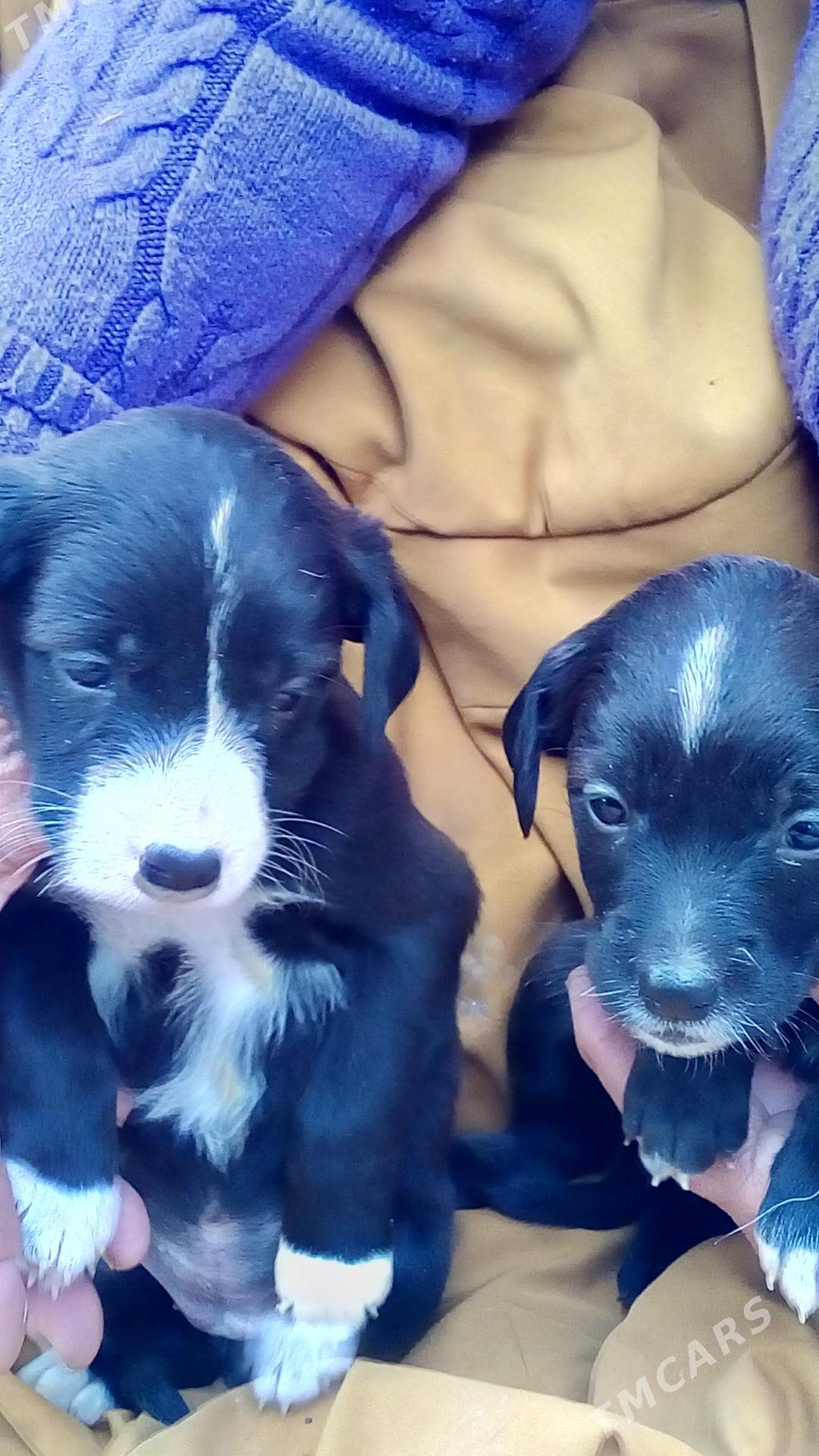 Собачки - Türkmenabat - img 4