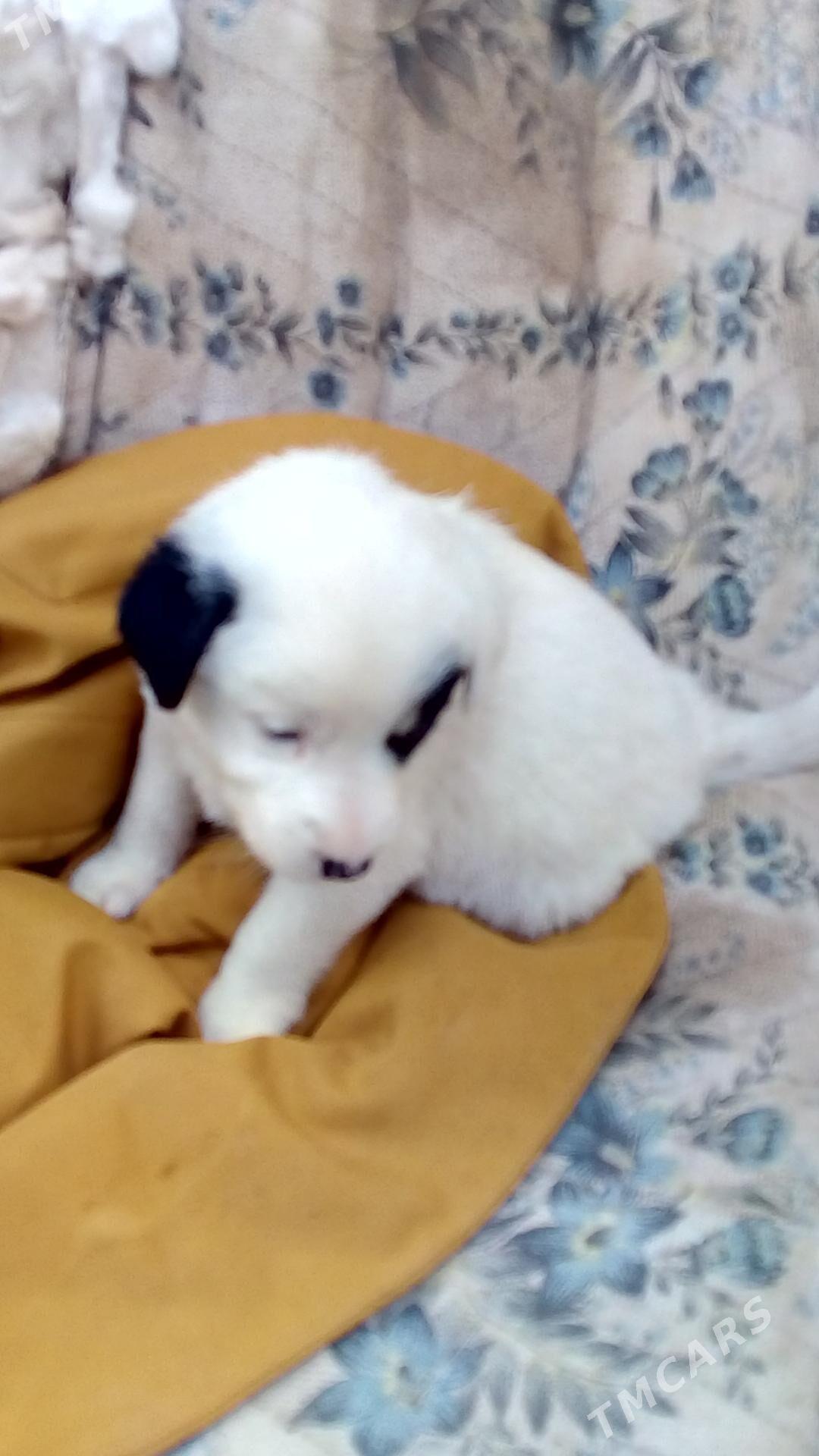 Собачки - Türkmenabat - img 2