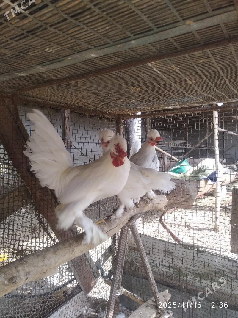 карлик - Farap - img 3