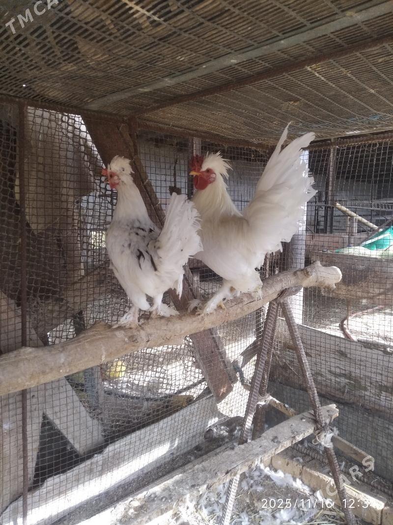 карлик - Farap - img 4