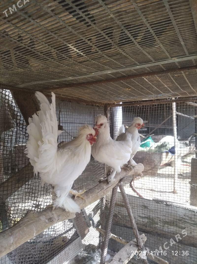 карлик - Farap - img 2