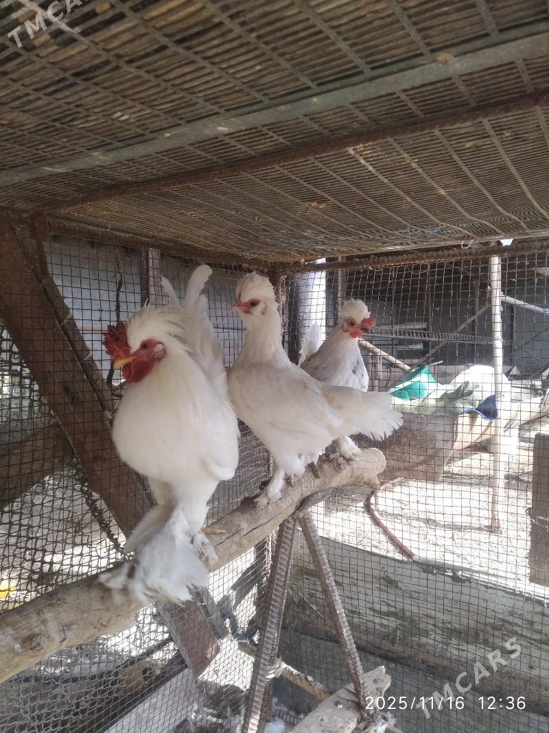 карлик - Farap - img 1