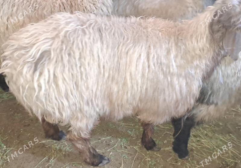 Tokly bakylan - Aşgabat - img 2