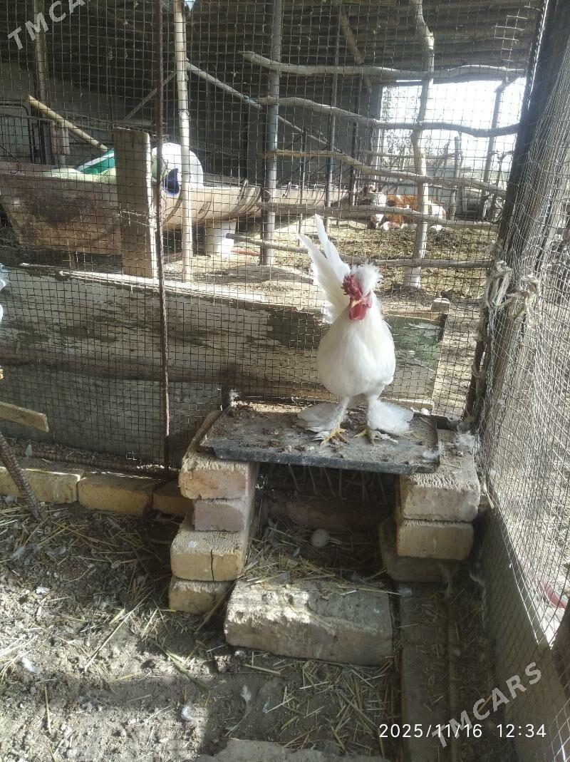 карлик - Farap - img 5