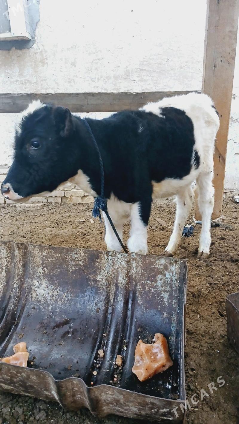 Golšdeyn tüwe - Хитровка - img 4