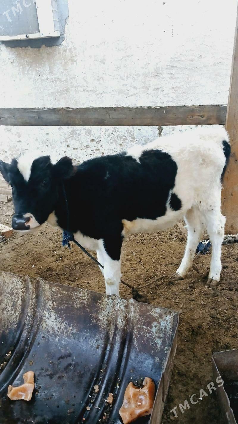 Golšdeyn tüwe - Хитровка - img 1