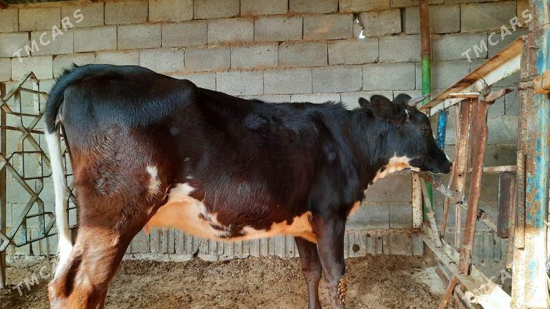 tuwe - Aşgabat - img 6