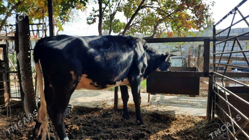 tuwe - Aşgabat - img 4