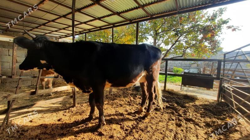 tuwe - Aşgabat - img 7