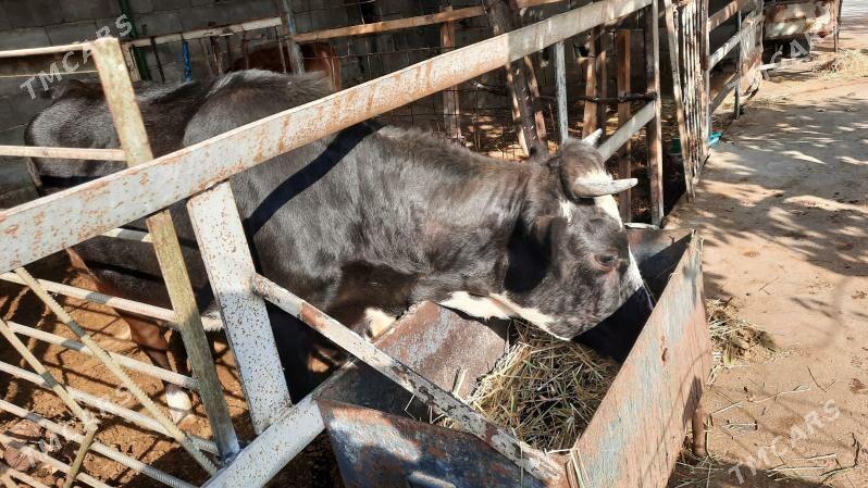 tuwe - Aşgabat - img 5