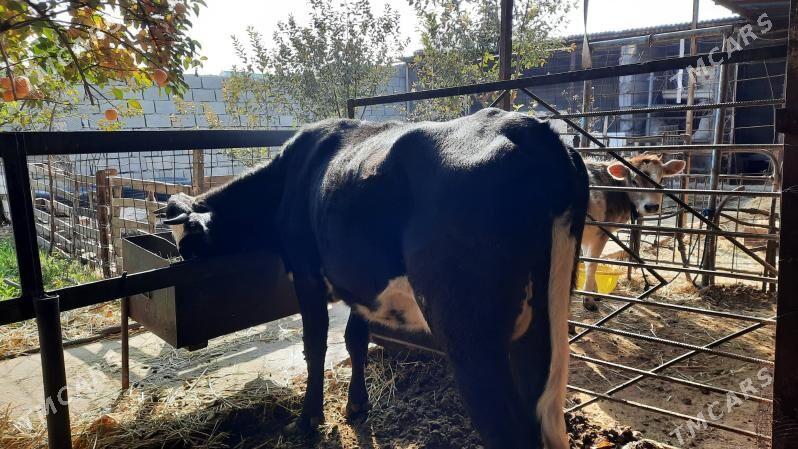 tuwe - Aşgabat - img 2