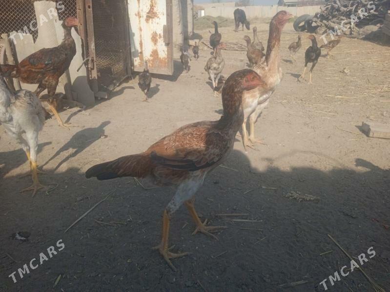 Dekan towuklar - Akdepe - img 6