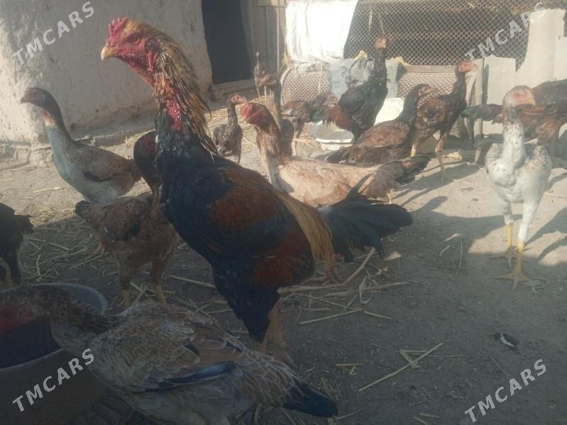 Dekan towuklar - Akdepe - img 10