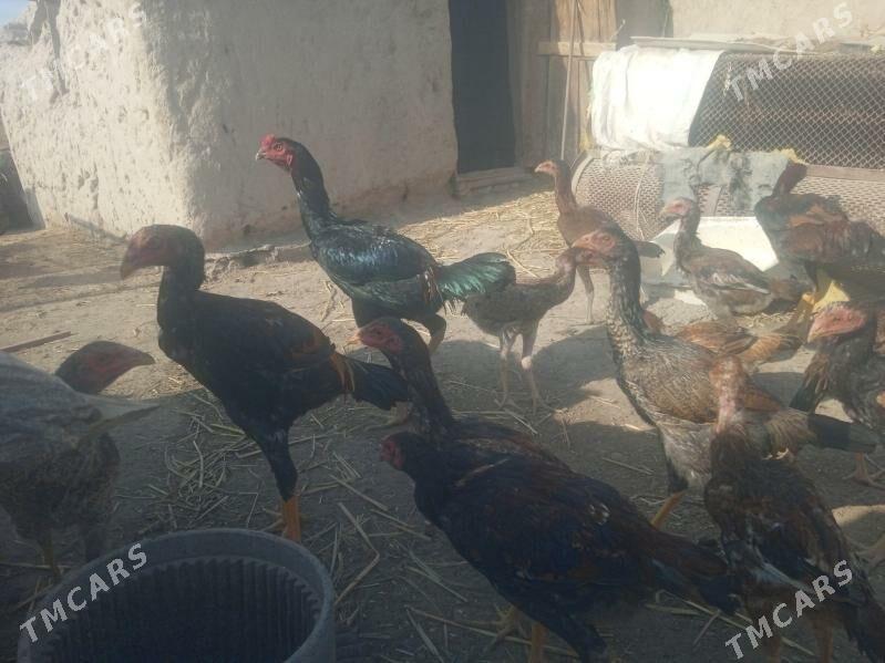 Dekan towuklar - Akdepe - img 2