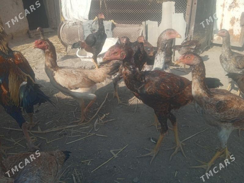 Dekan towuklar - Akdepe - img 7