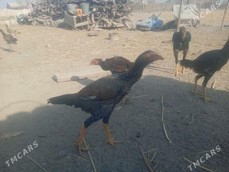 Dekan towuklar - Akdepe - img 5