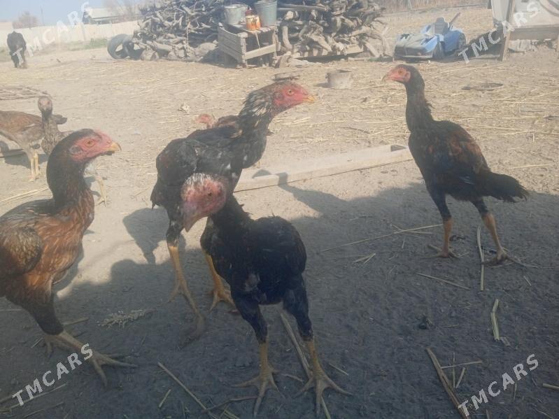 Dekan towuklar - Akdepe - img 4