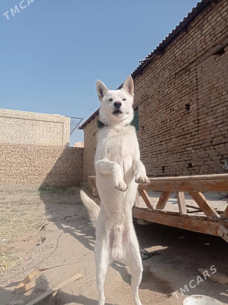 tohumuy layka - Мары - img 1