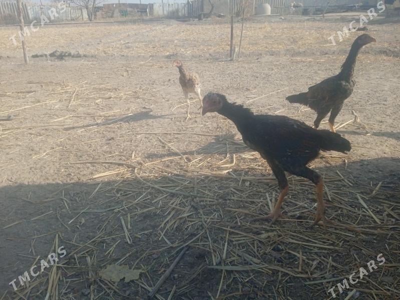 Dekan towuklar - Akdepe - img 9