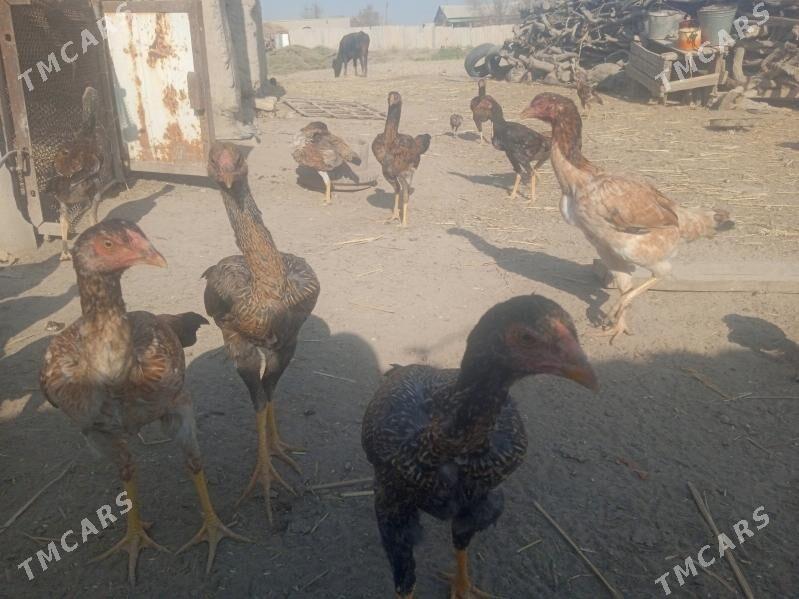 Dekan towuklar - Akdepe - img 8