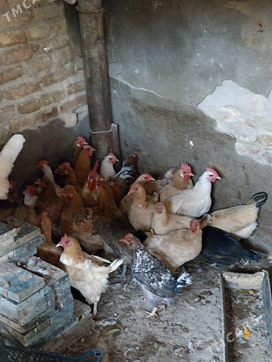 towuk horaz - Гарадамак Шор - img 2