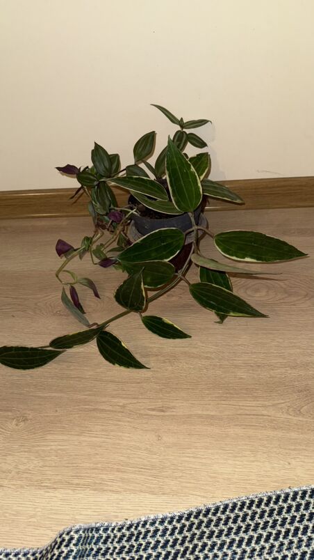 hoýa ak ýaprakly gul - Änew - img 2