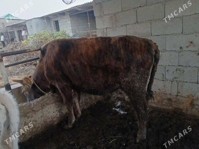 okuz - Бузмеин - img 2