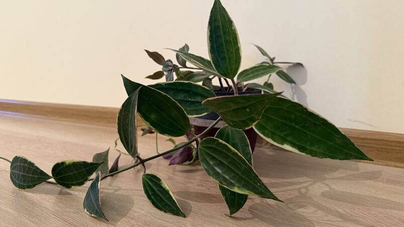 hoýa ak ýaprakly gul - Änew - img 3