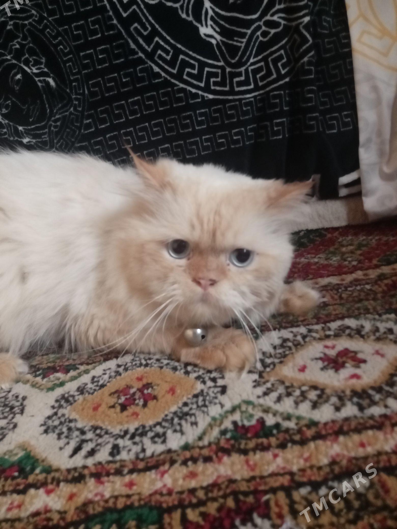 puşisdy parody - Daşoguz - img 6