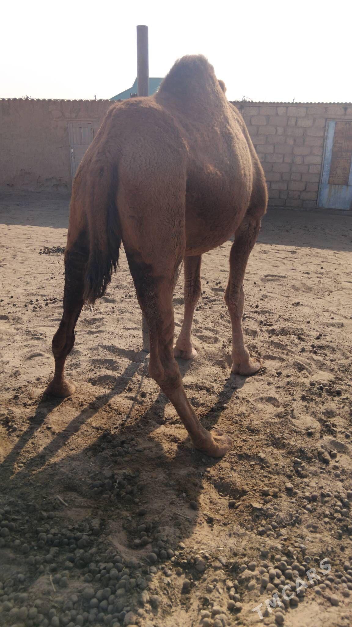 Duye torymly - Ак-Бугдайский этрап - img 2