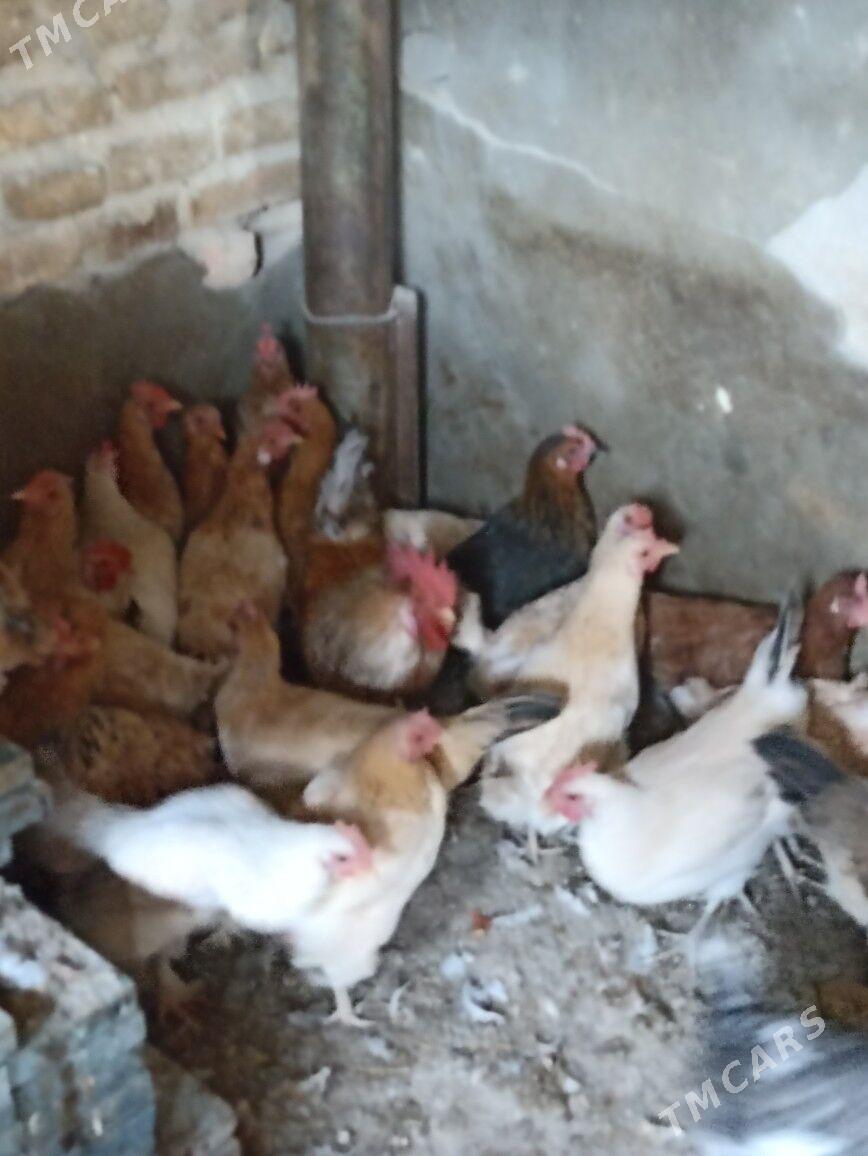 towuk horaz - Гарадамак Шор - img 3