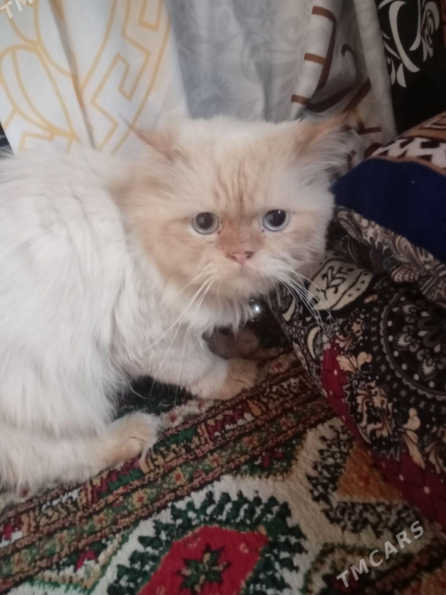 puşisdy parody - Daşoguz - img 5