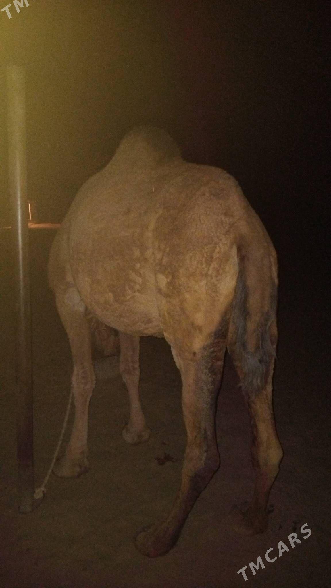 Duye torymly - Ак-Бугдайский этрап - img 3