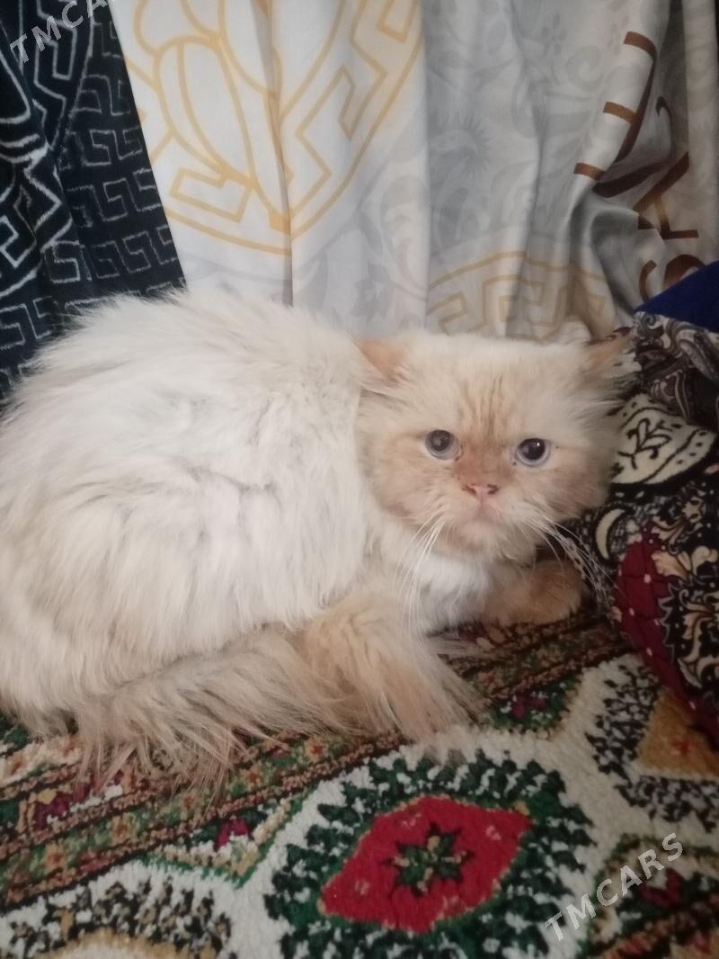 puşisdy parody - Daşoguz - img 7