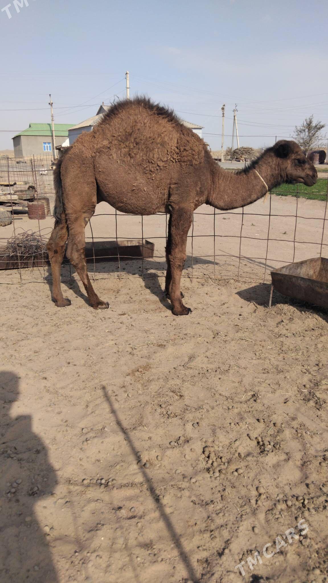 Duye torymly - Ак-Бугдайский этрап - img 6