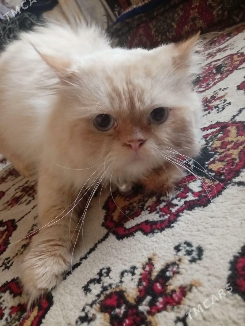 puşisdy parody - Daşoguz - img 3