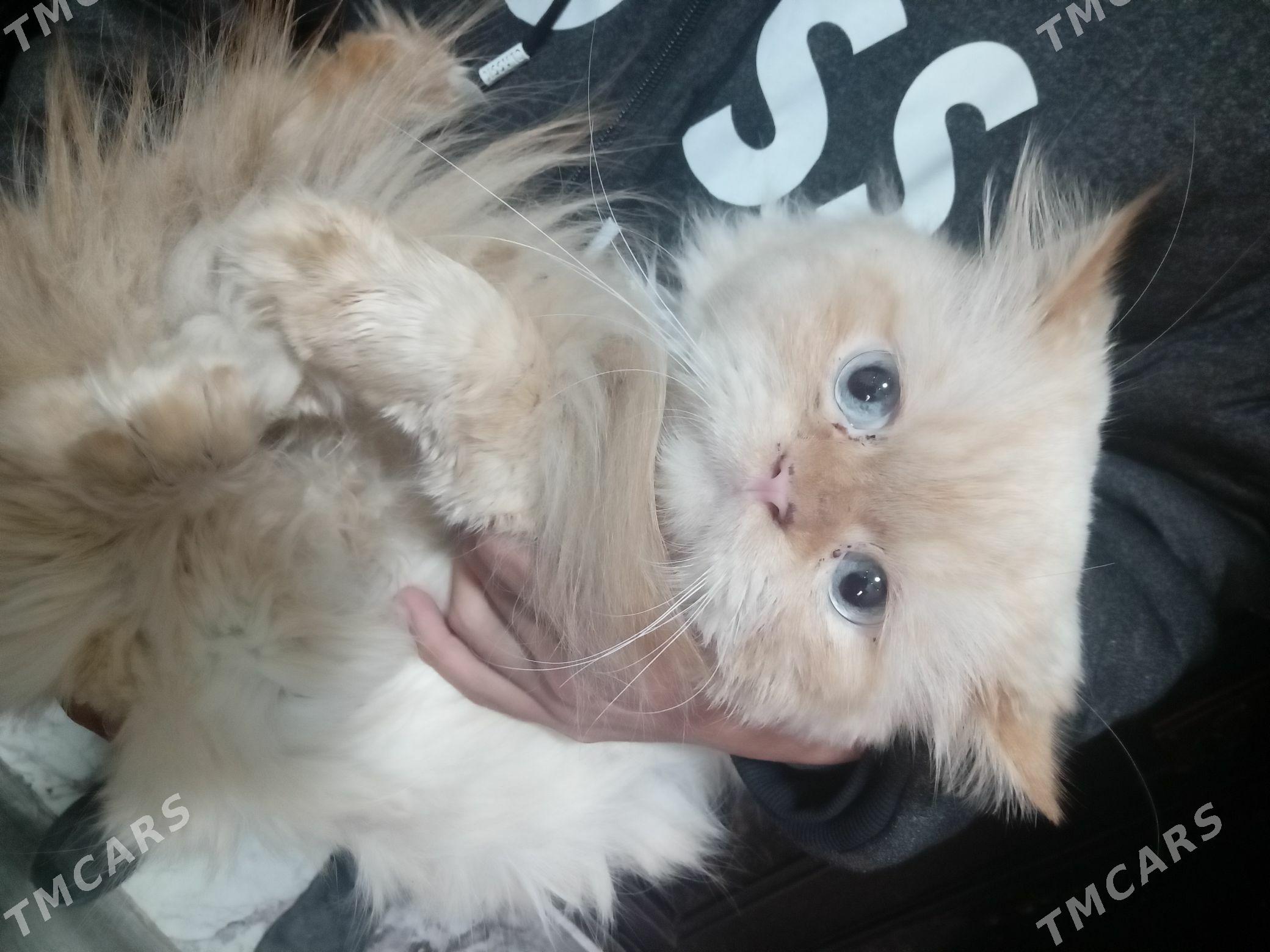 puşisdy parody - Daşoguz - img 2