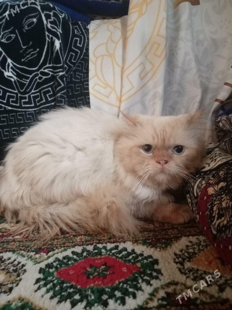 puşisdy parody - Daşoguz - img 4