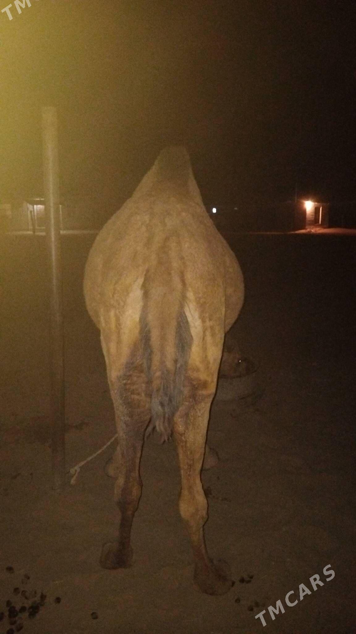 Duye torymly - Ак-Бугдайский этрап - img 4