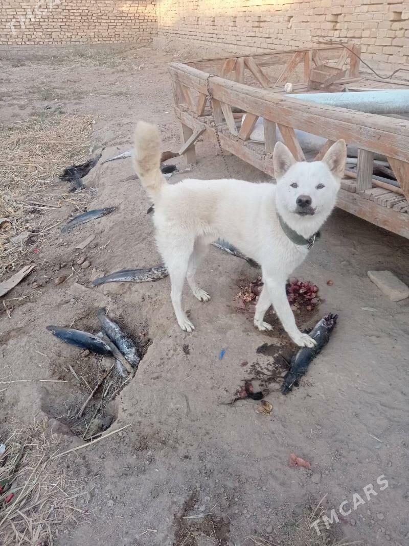 tohumuy layka - Мары - img 3