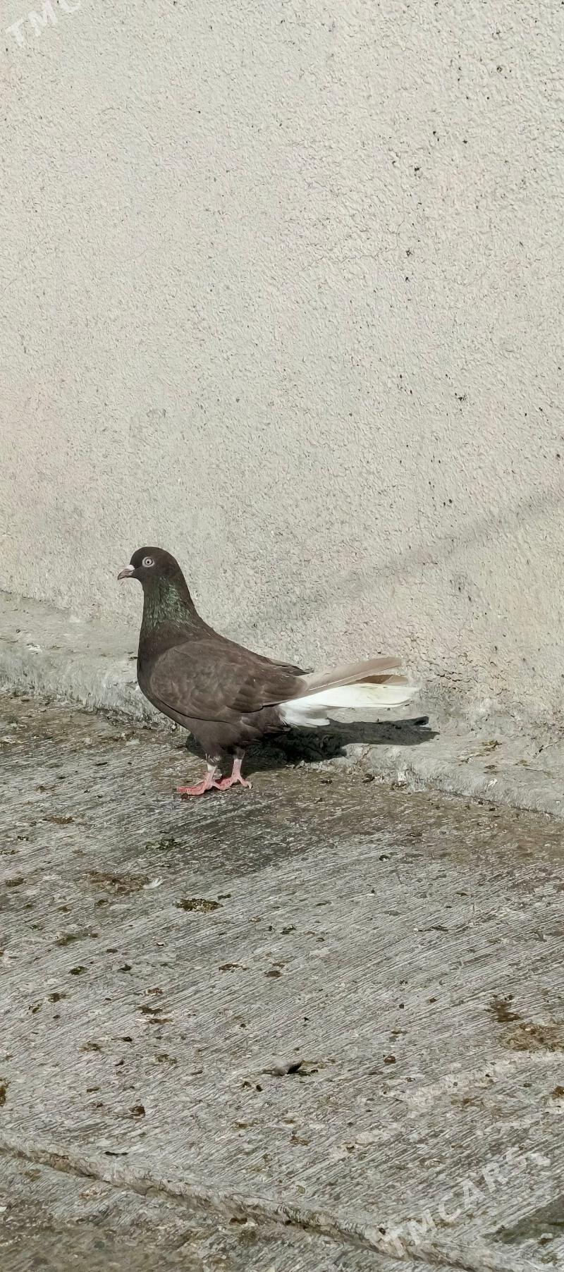 kepderi - Hitrowka - img 2